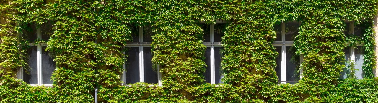 Vista de un edificio cubierto de enredaderas verdes, con cuatro ventanas blancas visibles entre la vegetación.