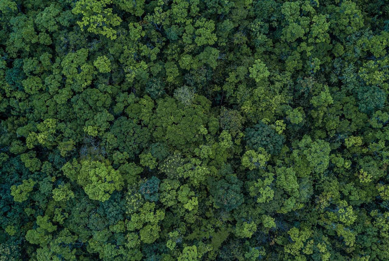 alt-Text: Wald von oben