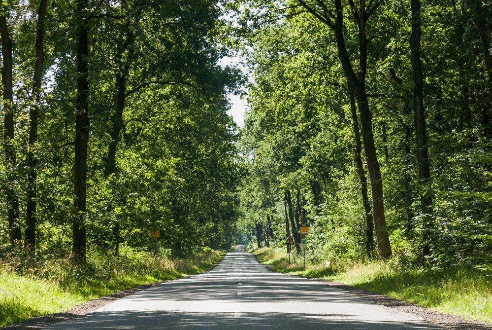 alt-Text: Gerade Straße führt durch Wald